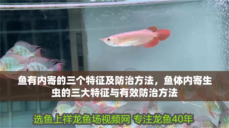 魚有內寄的三個特征及防治方法，魚體內寄生蟲的三大特征與有效防治方法