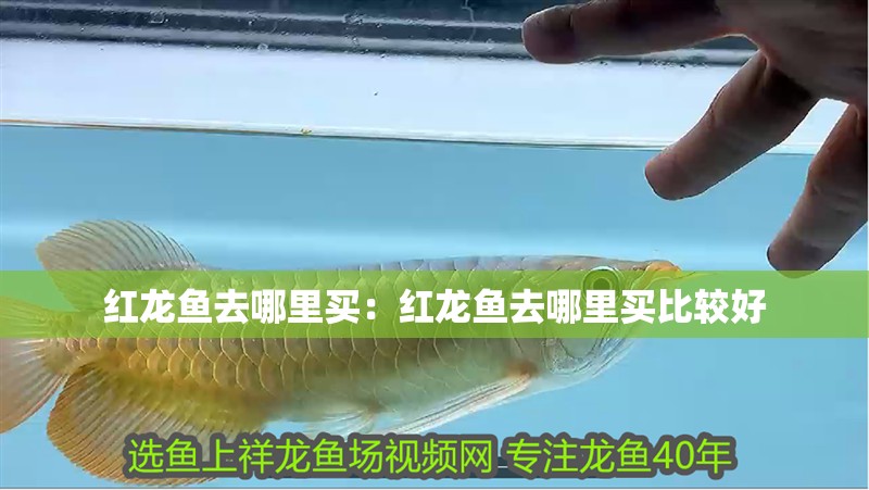 紅龍魚去哪里買：紅龍魚去哪里買比較好