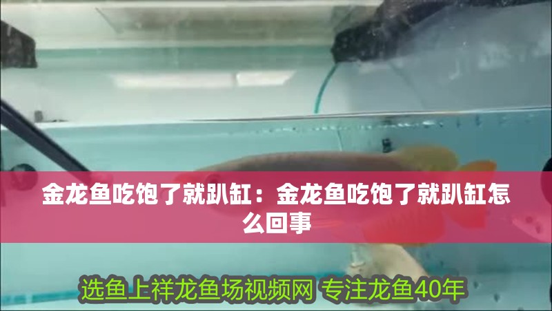 金龍魚吃飽了就趴缸:金龍魚吃飽了就趴缸怎么回事 水族問答 金龍魚吃飽了就趴缸:金龍魚吃飽了就趴缸怎么回事 金龍魚吃飽了就趴缸:金龍魚吃飽了就趴缸怎么回事 水族問答