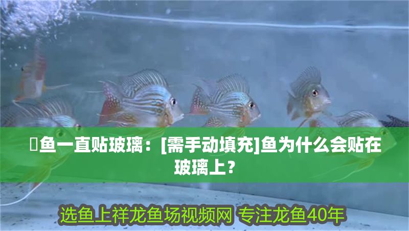 魟魚一直貼玻璃：[需手動填充]魚為什么會貼在玻璃上？