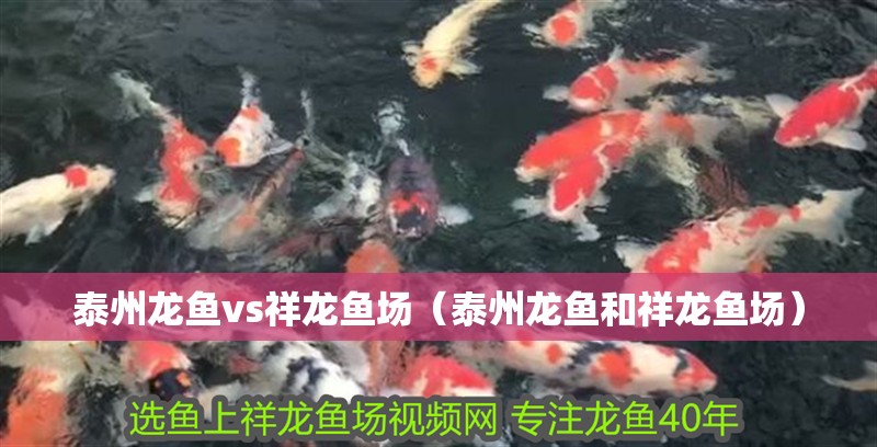 泰州龍魚vs祥龍魚場（泰州龍魚和祥龍魚場） 泰州龍魚vs祥龍魚場（泰州龍魚和祥龍魚場） 全國水族館企業名錄 第3張