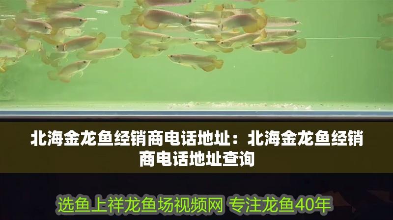 <strong><mark>北海</mark></strong>金龍魚經銷商電話地址：<strong><mark>北海</mark></strong>金龍魚經銷商電話地址查詢