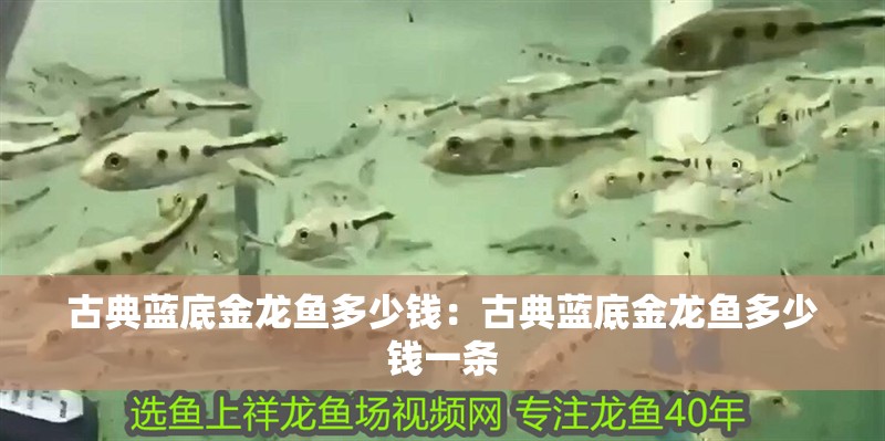 古典藍底金龍魚多少錢：古典藍底金龍魚多少錢一條