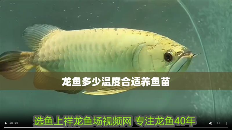 龍魚多少溫度合適養魚苗
