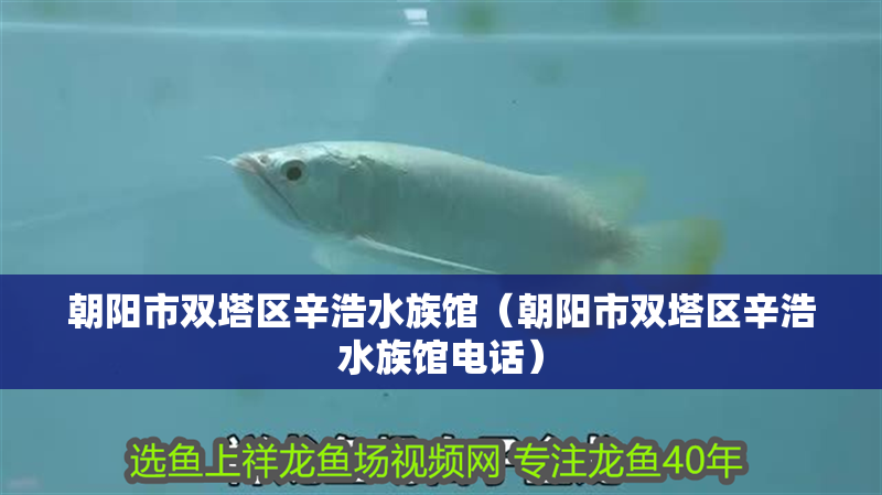 朝陽市雙塔區(qū)辛浩水族館（朝陽市雙塔區(qū)辛浩水族館電話）