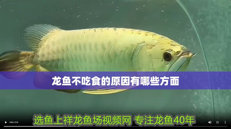 龍魚不吃食的原因有哪些方面