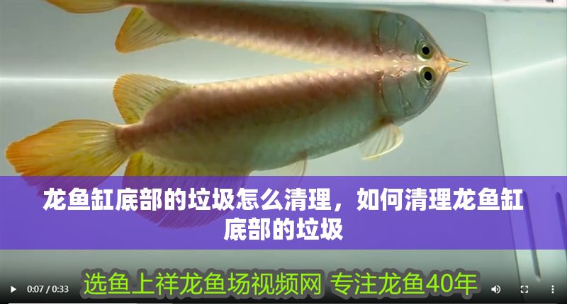 龍魚缸底部的垃圾怎么清理，如何清理龍魚缸底部的垃圾