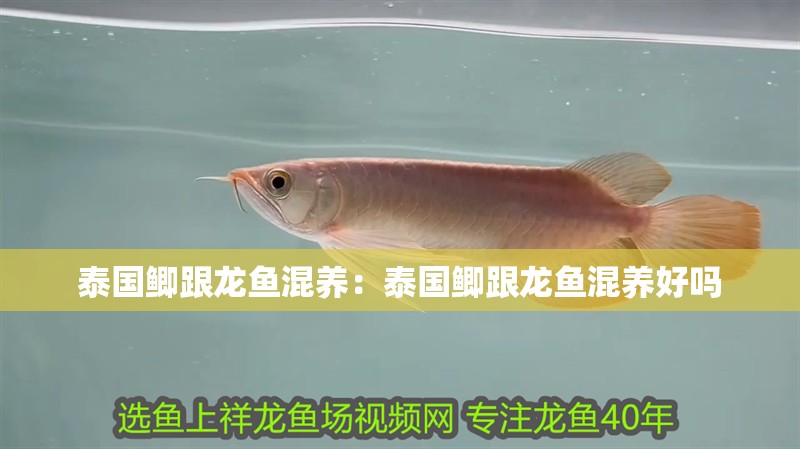 泰國鯽跟龍魚混養：泰國鯽跟龍魚混養好嗎
