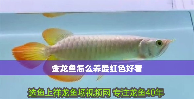 金龍魚怎么養(yǎng)最紅色好看