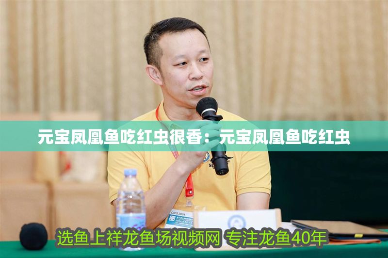 元寶鳳凰魚吃紅蟲很香：元寶鳳凰魚吃紅蟲