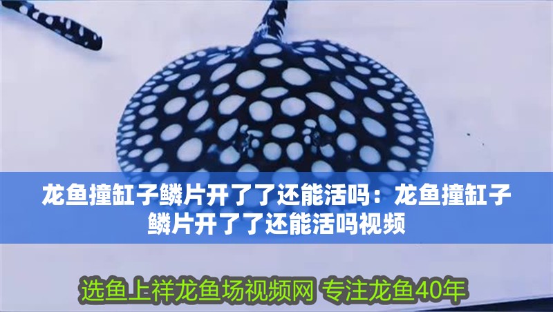 龍魚撞缸子鱗片開了了還能活嗎：龍魚撞缸子鱗片開了了還能活嗎視頻