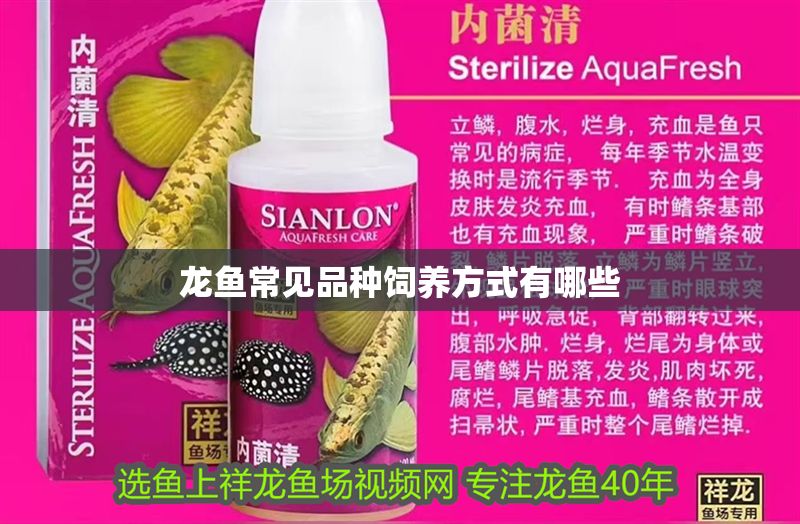 龍魚常見品種飼養方式有哪些 龍魚常見品種飼養方式有哪些 龍魚百科 第2張