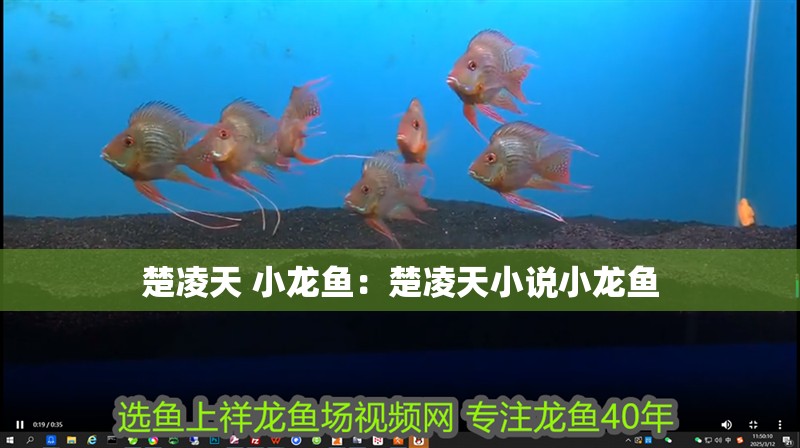 楚凌天 小龍魚：楚凌天小說小龍魚 楚凌天 小龍魚：楚凌天小說小龍魚 水族問答