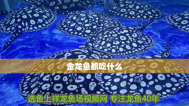 金龍魚都吃什么