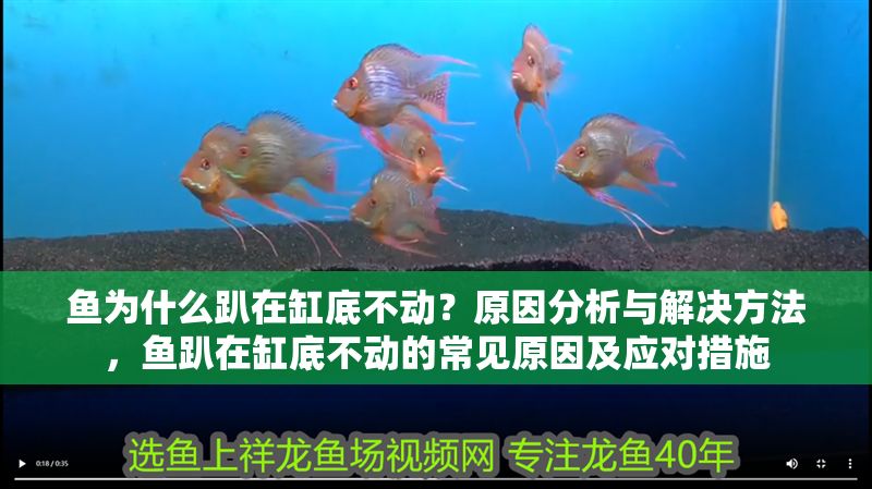 魚為什么趴在缸底不動？原因分析與解決方法，魚趴在缸底不動的常見原因及應對措施