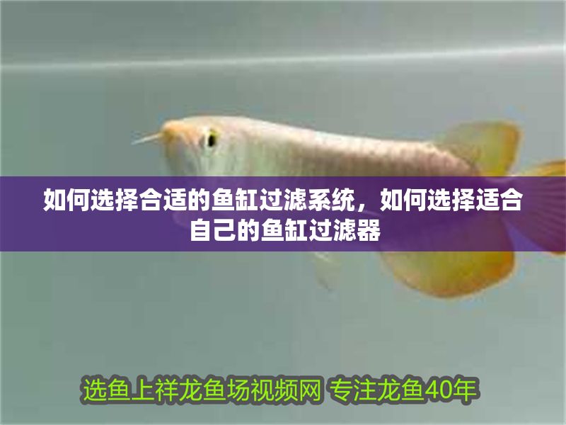 如何選擇合適的魚缸過濾系統，如何選擇適合自己的魚缸過濾器
