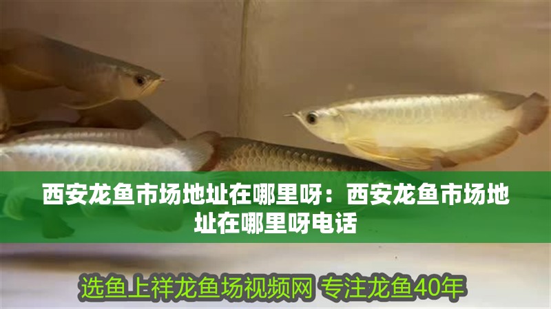 西安龍魚市場地址在哪里呀：西安龍魚市場地址在哪里呀電話