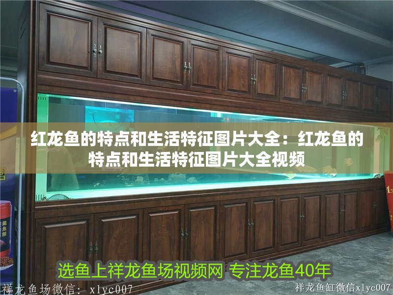 紅龍魚(yú)的特點(diǎn)和生活特征圖片大全：紅龍魚(yú)的特點(diǎn)和生活特征圖片大全視頻 紅龍魚(yú)的特點(diǎn)和生活特征圖片大全：紅龍魚(yú)的特點(diǎn)和生活特征圖片大全視頻 水族問(wèn)答