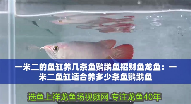 一米二的魚缸養(yǎng)幾條魚鸚鵡魚招財魚龍魚：一米二魚缸適合養(yǎng)多少條魚鸚鵡魚