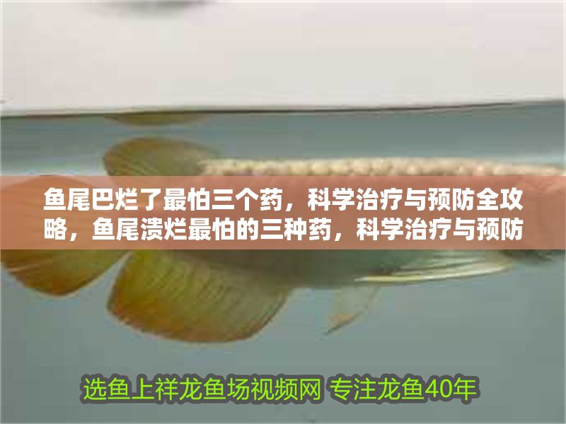 魚尾巴爛了最怕三個藥，科學(xué)治療與預(yù)防全攻略，魚尾潰爛最怕的三種藥，科學(xué)治療與預(yù)防全指南