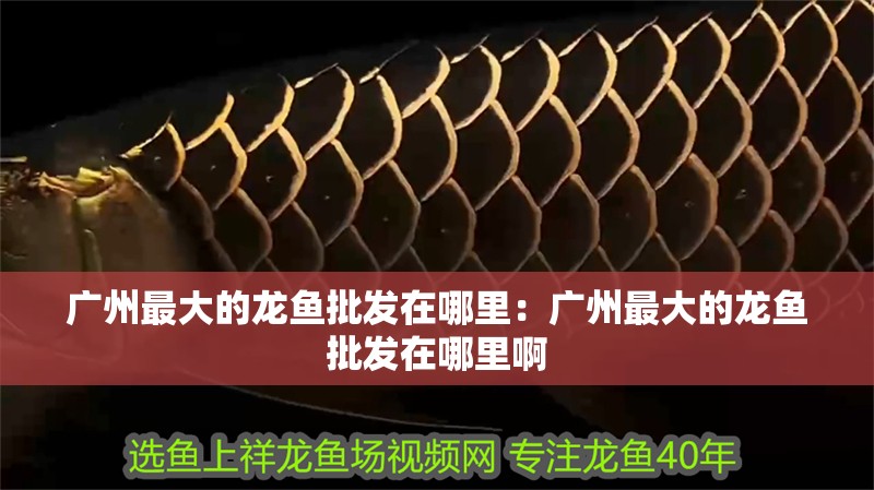 廣州最大的龍魚批發在哪里：廣州最大的龍魚批發在哪里啊
