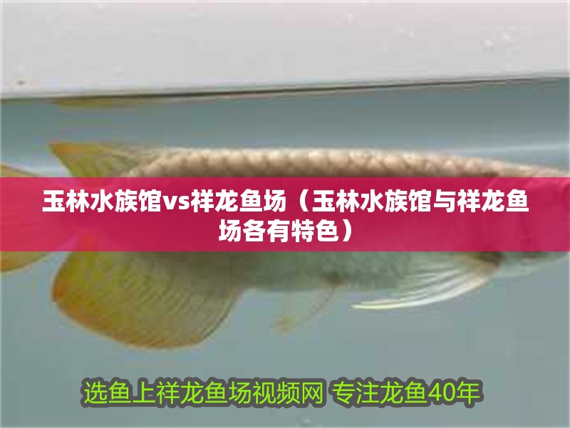玉林水族館vs祥龍魚(yú)場(chǎng)（玉林水族館與祥龍魚(yú)場(chǎng)各有特色）