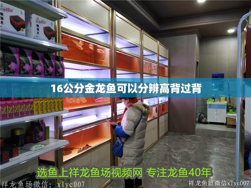 16公分金龍魚可以分辨高背過(guò)背