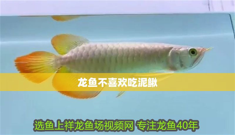 龍魚不喜歡吃泥鰍