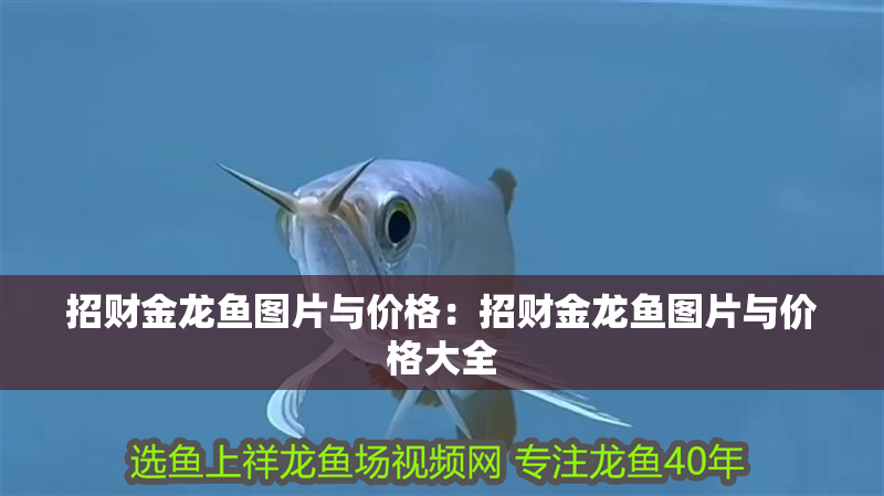 招財金龍魚圖片與價格：招財金龍魚圖片與價格大全 招財金龍魚圖片與價格：招財金龍魚圖片與價格大全 水族問答