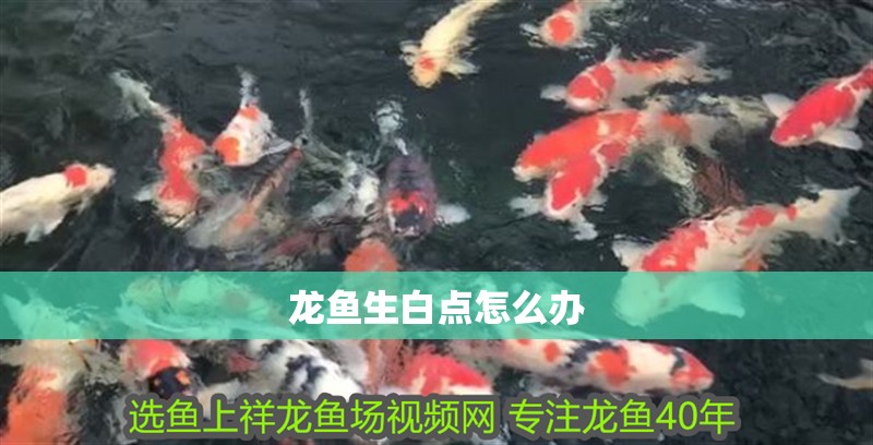 龍魚生白點怎么辦
