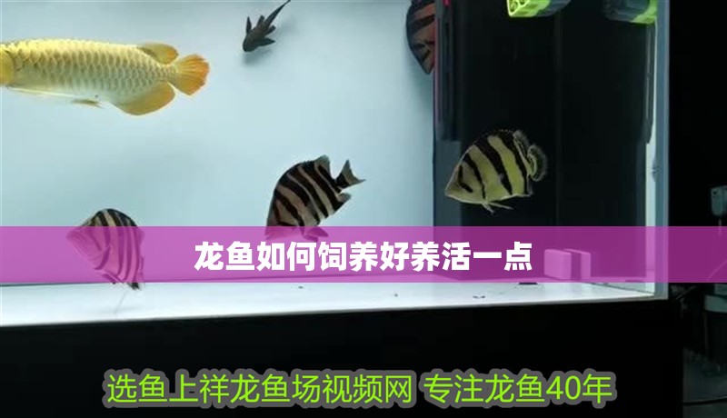 龍魚如何飼養(yǎng)好養(yǎng)活一點