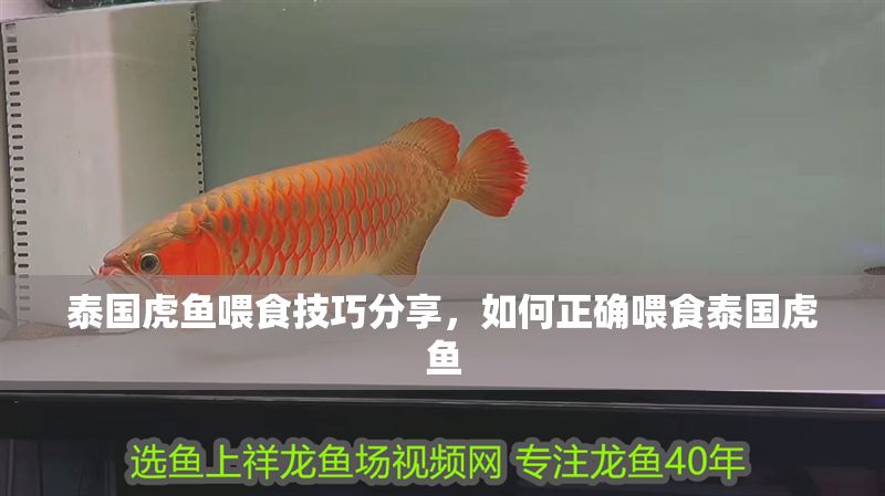 泰國(guó)虎魚(yú)喂食技巧分享，如何正確喂食泰國(guó)虎魚(yú)