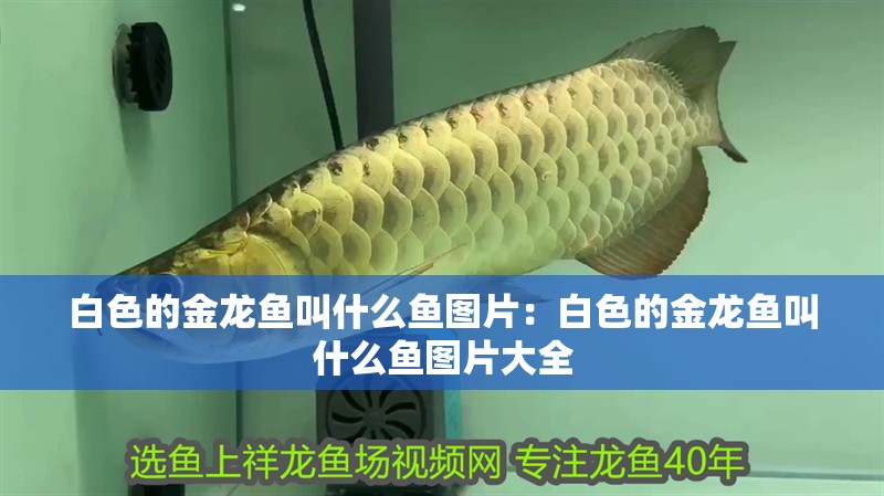 白色的金龍魚(yú)叫什么魚(yú)圖片:白色的金龍魚(yú)叫什么魚(yú)圖片大全 水族問(wèn)答 白色的金龍魚(yú)叫什么魚(yú)圖片:白色的金龍魚(yú)叫什么魚(yú)圖片大全 白色的金龍魚(yú)叫什么魚(yú)圖片:白色的金龍魚(yú)叫什么魚(yú)圖片大全 水族問(wèn)答