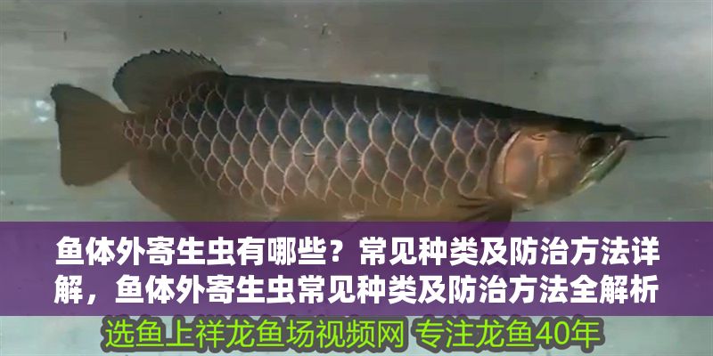 魚體外寄生蟲有哪些？常見種類及防治方法詳解，魚體外寄生蟲常見種類及防治方法全解析