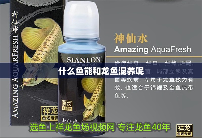 什么魚能和龍魚混養(yǎng)呢