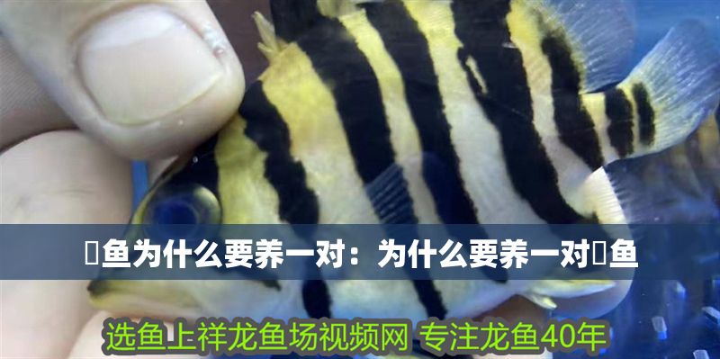 魟魚為什么要養一對:為什么要養一對魟魚