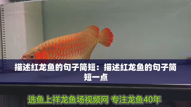 描述紅龍魚的句子簡短：描述紅龍魚的句子簡短一點 描述紅龍魚的句子簡短：描述紅龍魚的句子簡短一點 水族問答