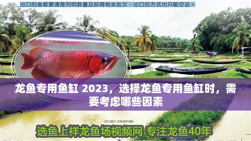 龍魚專用魚缸 2023，選擇龍魚專用魚缸時，需要考慮哪些因素