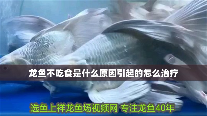 龍魚不吃食是什么原因引起的怎么治療