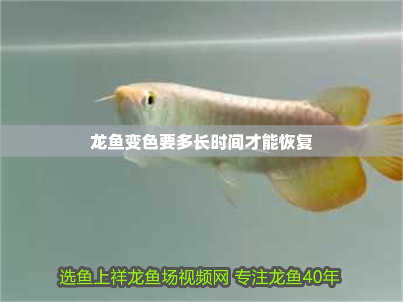 龍魚變色要多長時間才能恢復(fù) 龍魚變色要多長時間才能恢復(fù) 龍魚百科 第2張