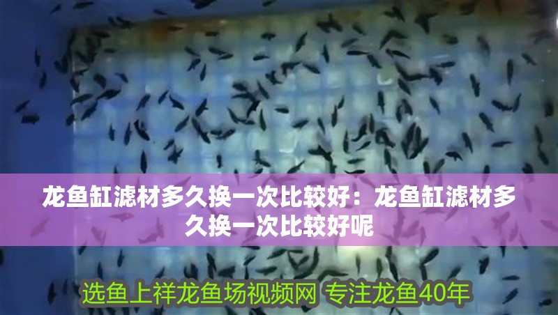 龍魚缸濾材多久換一次比較好：龍魚缸濾材多久換一次比較好呢