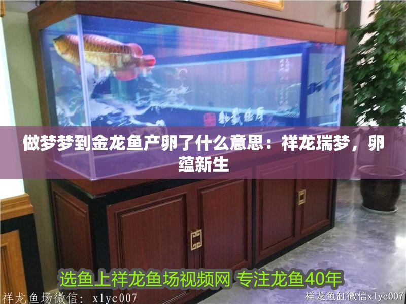 做夢夢到金龍魚產卵了什么意思：祥龍瑞夢，卵蘊新生