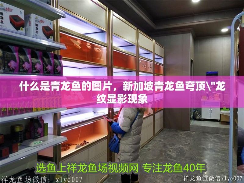 什么是青龍魚的圖片，新加坡青龍魚穹頂 什么是青龍魚的圖片，新加坡青龍魚穹頂\