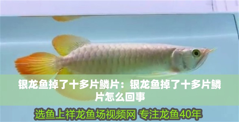 銀龍魚掉了十多片鱗片：銀龍魚掉了十多片鱗片怎么回事