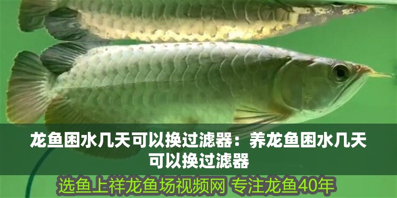 龍魚困水幾天可以換過濾器：養(yǎng)龍魚困水幾天可以換過濾器