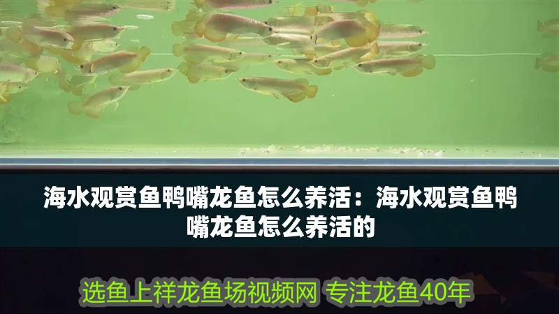 海水觀賞魚鴨嘴龍魚怎么養活：海水觀賞魚鴨嘴龍魚怎么養活的