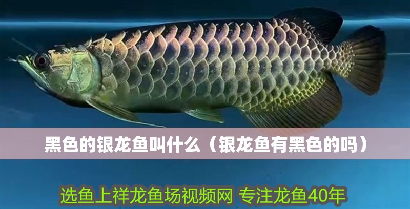 黑色的銀龍魚叫什么（銀龍魚有黑色的嗎）