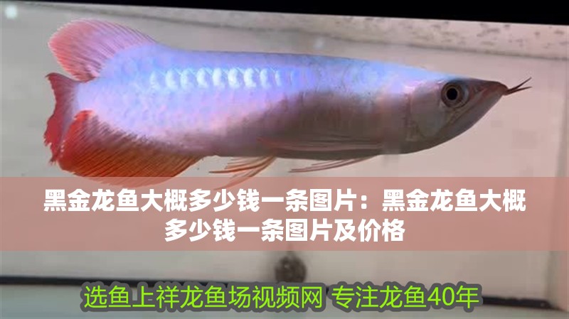 黑金龍魚大概多少錢一條圖片：黑金龍魚大概多少錢一條圖片及價格