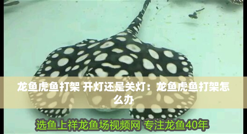龍魚虎魚打架 開燈還是關燈：龍魚虎魚打架怎么辦
