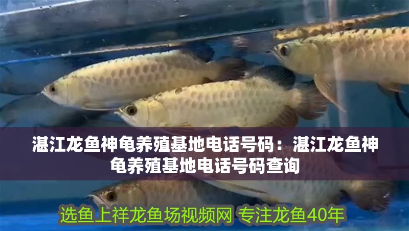 <strong><mark>湛江</mark></strong>龍魚神龜養(yǎng)殖基地電話號碼：<strong><mark>湛江</mark></strong>龍魚神龜養(yǎng)殖基地電話號碼查詢